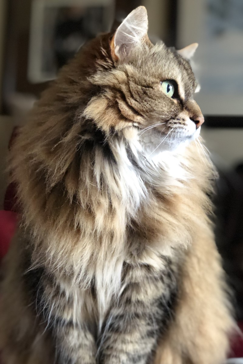 Ragamuffin Cat Adoption: Breed History, Mixes, Personality, Care, Cost, Rarity, Ragdoll & Persian Comparisons