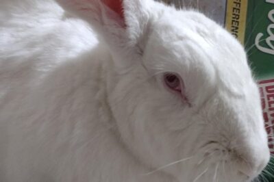 Calm New Zealand Pet Rabbit Adoption  Guide: Cost, Color & Lifespan