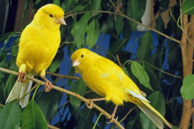 Domestic Canary Pet Bird Guide: Singing Ability by Breed, Inspiring, Training & Setting the Song Stage