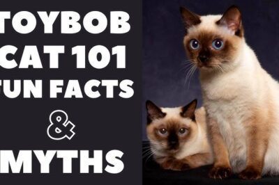 Toybob Cat vs Other Breeds Adoption Guide: Rarity, Cost, Health & Distinctive Physical Traits