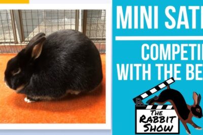 Mini Satin vs Satin Rabbit Adoption: Origins, Size, Breeding & Care Comparison