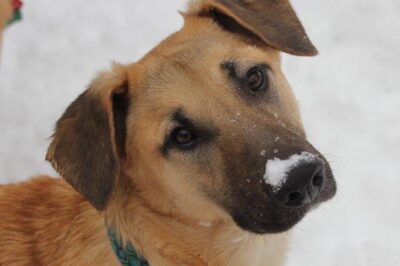 Chinook Dog Breed Adoption: History, Rarity, Cost, Health, Temperament & Sled Ability