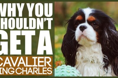 Cavalier King Charles Spaniel Adoption: Pros & Cons, Temperament, Health, Care & Toy Breed Comparison