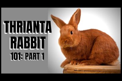 Adopt Athletic Thrianta Rabbit: Identification, Pronunciation, Cost, Rarity, Size & Lifespan
