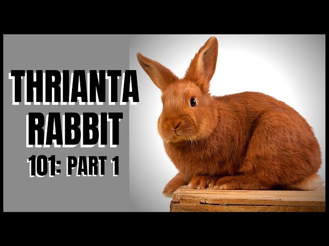 Trinity Rabbits Adopt Athletic Thrianta Rabbit: Identification, Pronunciation, Cost ...
