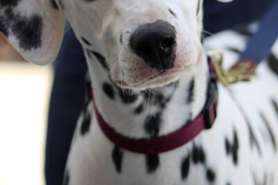 Dalmatian Breed Rescue Adoption for First-Time Owners: Costs, Pros, Cons & Family Dog Potential