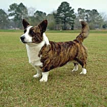 Cardigan Welsh Corgi vs Pembroke & Similar Breeds Comparison for Families: History, Cost & Rarity
