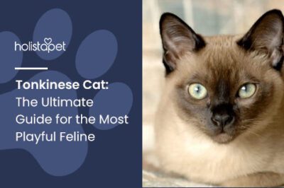 Tonkinese Cat Adoption Guide: History, Cost, Rarity & Care vs Siamese & Balinese, Therapy Potential
