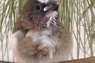 Society Finch Comparison & Compatibility: History, Gender ID, Cage Setup & Enrichment