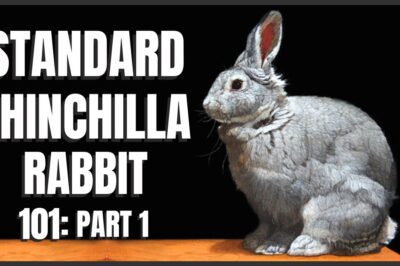 Chinchilla Rabbits Adoption: Standard, American & Giant – Cost, Care, Size & Temperament vs Chinchillas