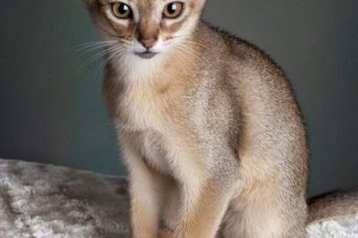 Singapura Cat Adoption: Costs, Rarity, Family Pet Care & Breed Comparison