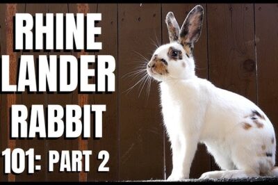 Rhinelander Pet Rabbit Adoption Guide: History, Size & Spotting Pure vs Mixed Breed