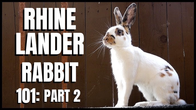 German Rhinelander Rabbit Rhinelander Pet Rabbit Adoption Guide: History, Size & Spotting Pure vs ...