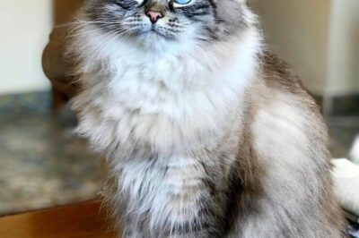 Adopt Siberian Cats: Cost, Size, Temperament, Pros, Cons vs Maine Coon & Persian Comparison