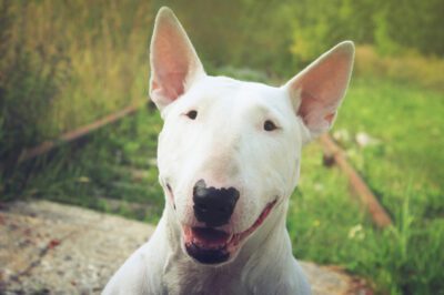 Bull Terrier Facts & Tips: Appearance, Temperament, Pros, Cons & Pitbull Relation for First-Time Owner