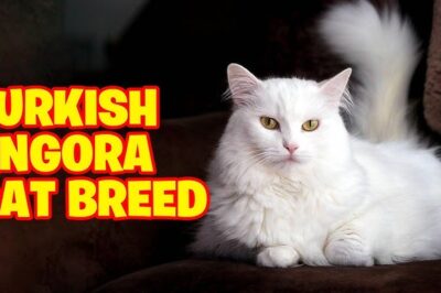 Turkish Angora vs Siamese & Turkish Van Cat Comparison: Personality, Costs, Health & Care Tips