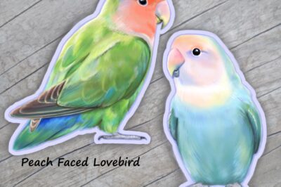 Peach-Faced Lovebird Adoption: Cost, Rarity, Diet & Identification vs Other Lovebirds