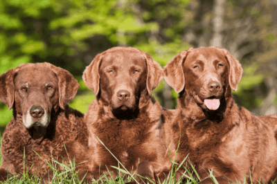 Chesapeake Bay Retriever Adoption from Rescue: History, Rarity & Family-Friendly Traits vs Labrador
