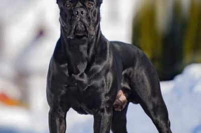 Cane Corso Adoption: Cost, Care, Service Dog Potential, Ideal Owner & Pitbull Comparison