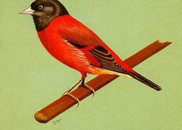 Red-Factor Canary Bird Adoption Guide: Breed ID, Origins, Rarity, Singing, Color Changes & Illness Spotting