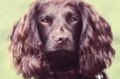Field Spaniel Adoption: Family Dog Pros & Cons | Comparison w/ Cocker, Boykin & English Spaniels + Working Breeds