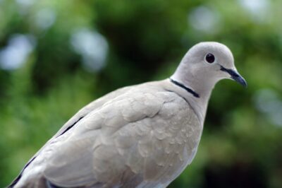 Ring-Necked Dove Adoption: Legality, Diet, Gender ID,  Symbolism, Collared Dove & White Pigeon Comparison