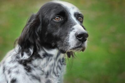 English Setters Adoption: Affectionate Family Dogs & Exercise Needs vs GSP, Vizsla & Other Setters