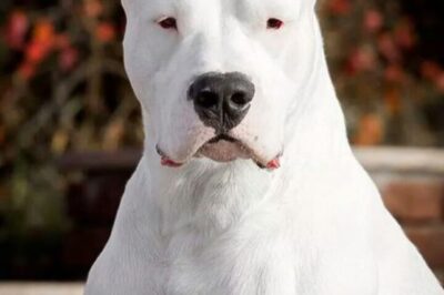 Dogo Argentino Adoption: Legality, History, Pros & Cons as Family Pet vs Guard Dog | Pitbull & Cane Corso Comparison