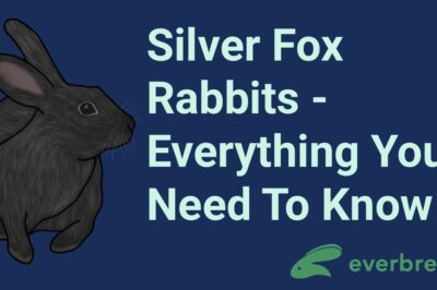 Silver Fox Rabbit Adoption: Cost, Rarity, Personality & Care Tips for First-Time Owners