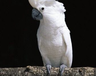 Umbrella Cockatoo Adoption: Cost, Training & Health vs Moluccan, Jenday Conure, Sulphur Crested, African Grey
