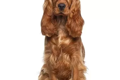 Cocker Spaniel English vs American: Care, Temperament & Health vs Cavaliers for Families & 1st Timers