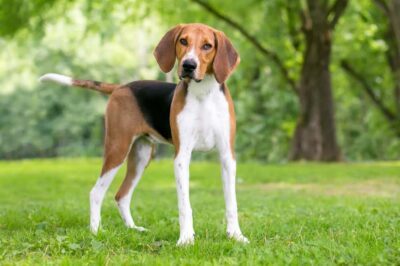 English Foxhound Adoption: Training, Barking, Socializing & Comparisons w/ Beagle & Other Scent & Sighthounds