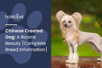 Chinese Crested Adoption: Care, Personality, Cost & Grooming vs Other Hairless Breeds