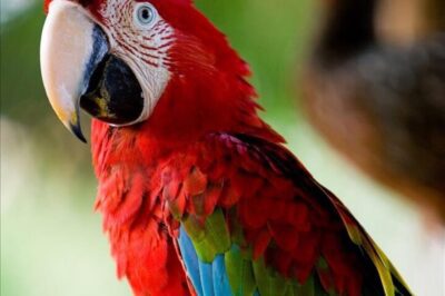 Green-Winged Macaw Adoption: Rarity, Talking, Socialization, Macaw Comparison & Bird Vet Guide