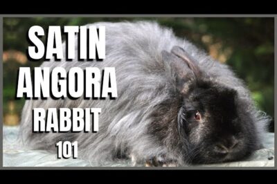 Satin Angora Rabbit Adoption: Breed History, Cost, Lifespan, Diet & Wool Controversy