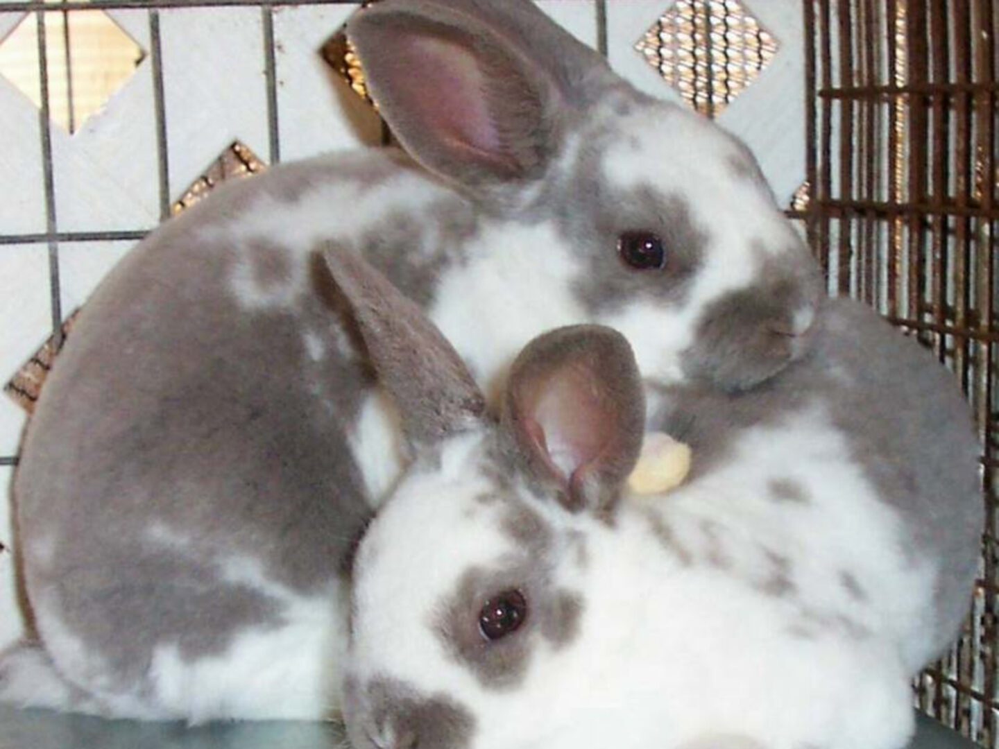 Rex & Mini Rex Rabbit Comparison: Size, Cost, Lifespan, Personality, Pros & Cons vs Flemish Giant