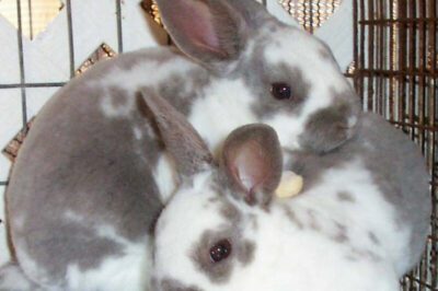Rex & Mini Rex Rabbit Comparison: Size, Cost, Lifespan, Personality, Pros & Cons vs Flemish Giant