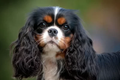 Adopt English Toy Spaniel: Rarity, Cost, Temperament & Energy vs Cavalier King Charles Spaniel