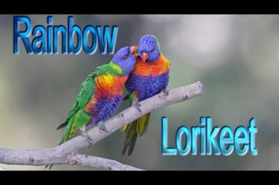 Rainbow Lory Adoption: Cost, Lifespan, Care, Aggression, Talking & Lorikeet Paralysis Rehab