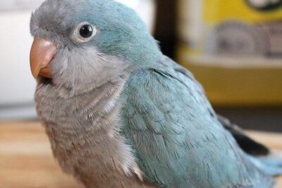 Quaker Parakeet Adoption: Habitat, Cost, Pros & Cons, Noise, Talking, Legality vs Budgies & Parrots Comparison