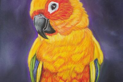 Sun Conure Adoption for Beginners: Cost, Talking, Bonding, Pros & Cons vs Ringneck Parrot, Cockatiel, Green Cheek & African Grey