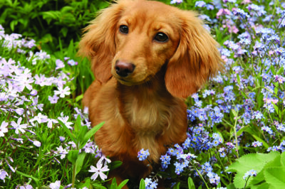 Dachshund Adoption Pros & Cons: Health, Training, Barking, Maintenance & Fit for Families & First-Timers