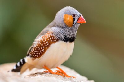 Zebra Finch Adoption & Care: Costs, Lifespan, Affection, Diet & Ideal Habitat