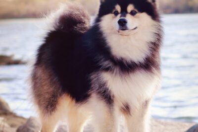 Finnish Lapphund Care & Adoption: History w/ Reindeer & Wolves | Training Sled Dogs | vs Keeshond & Chow Chow Comparison