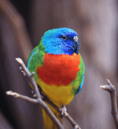 Scarlet-Chested Parakeet Adoption: Origin, Cost, Lifespan, Travel Tips & Budgie, Ringneck Dove, Parrotlet Comparisons