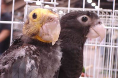 Vasa Parrot Facts: Smart, Social & Endangered Traits, Best Diet & Compatibility with Amazons