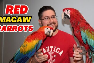 Honduran vs Bolivian Scarlet Macaw Adoption: Cost, Legality, Training & Ideal Owner