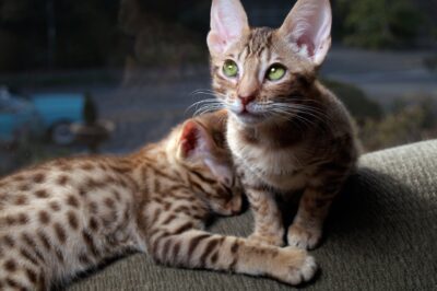 Ocicat Cat Adoption: Cost, Rarity, Comparison vs Bengal, Ragdoll, Birman & Siamese