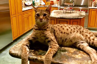 Savannah Cat Breed Rescue Interview