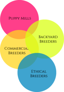responsible vs shady pet dog or cat breeders